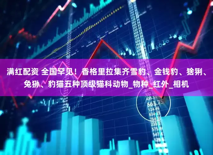 满红配资 全国罕见！香格里拉集齐雪豹、金钱豹、猞猁、兔狲、豹猫五种顶级猫科动物_物种_红外_相机